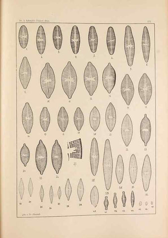 Reproducción/Reproduction 49352429341: Atlas der Diatomaceen-Kunde /. Leipzig :O.R. Reisland,[1874-19.. 