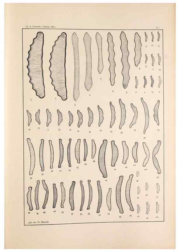 Reproducción/Reproduction 49352429951: Atlas der Diatomaceen-Kunde /. Leipzig :O.R. Reisland,[1874-19.. 