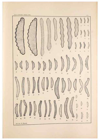 Reproducción/Reproduction 49352429951: Atlas der Diatomaceen-Kunde /. Leipzig :O.R. Reisland,[1874-19.. 