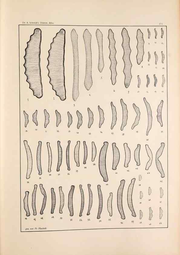 Reproducción/Reproduction 49352429951: Atlas der Diatomaceen-Kunde /. Leipzig :O.R. Reisland,[1874-19.. 