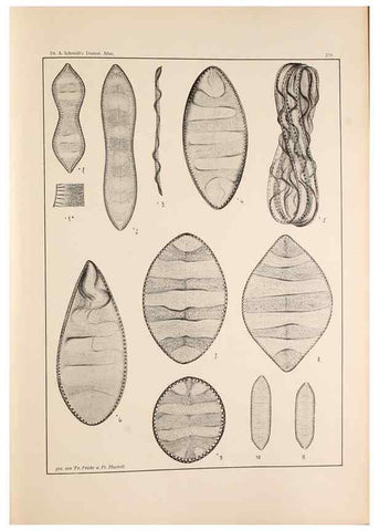 Reproducción/Reproduction 49352636447: Atlas der Diatomaceen-Kunde /. Leipzig :O.R. Reisland,[1874-19.. 