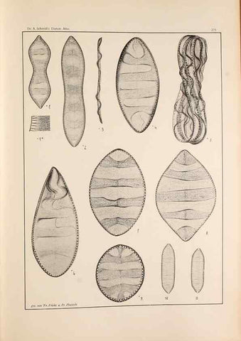 Reproducción/Reproduction 49352636447: Atlas der Diatomaceen-Kunde /. Leipzig :O.R. Reisland,[1874-19.. 