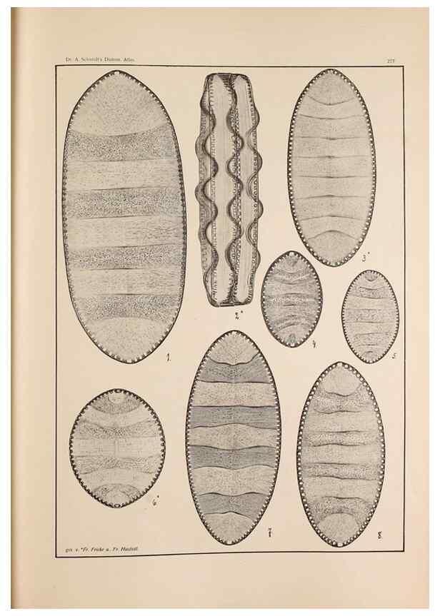 Reproducción/Reproduction 49352637317: Atlas der Diatomaceen-Kunde /. Leipzig :O.R. Reisland,[1874-19.. 