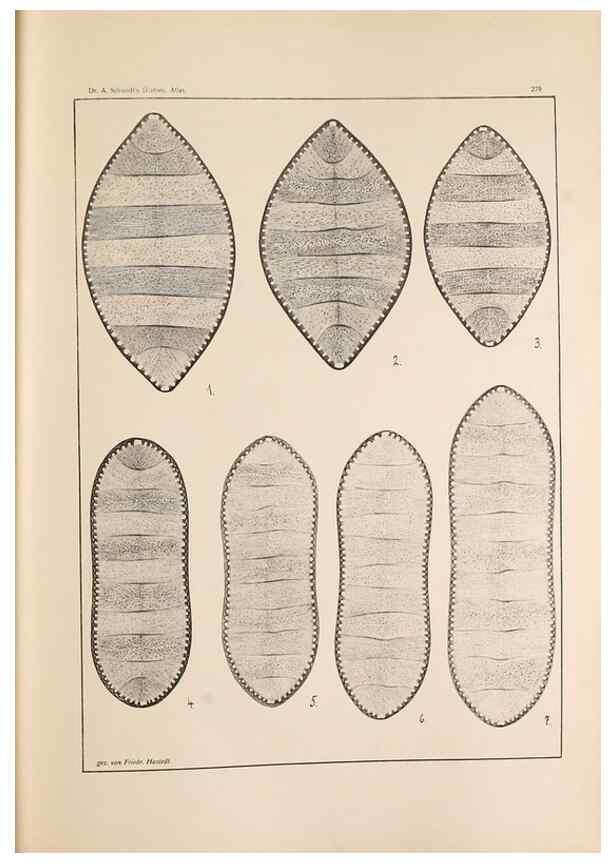 Reproducción/Reproduction 49352431936: Atlas der Diatomaceen-Kunde /. Leipzig :O.R. Reisland,[1874-19.. 