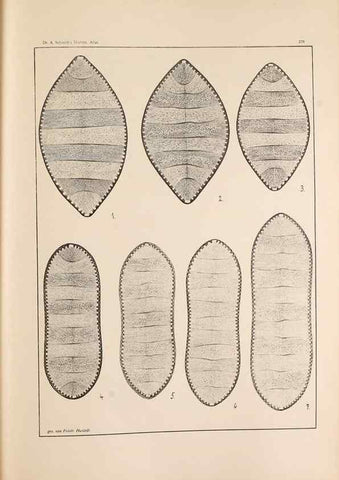 Reproducción/Reproduction 49352431936: Atlas der Diatomaceen-Kunde /. Leipzig :O.R. Reisland,[1874-19.. 