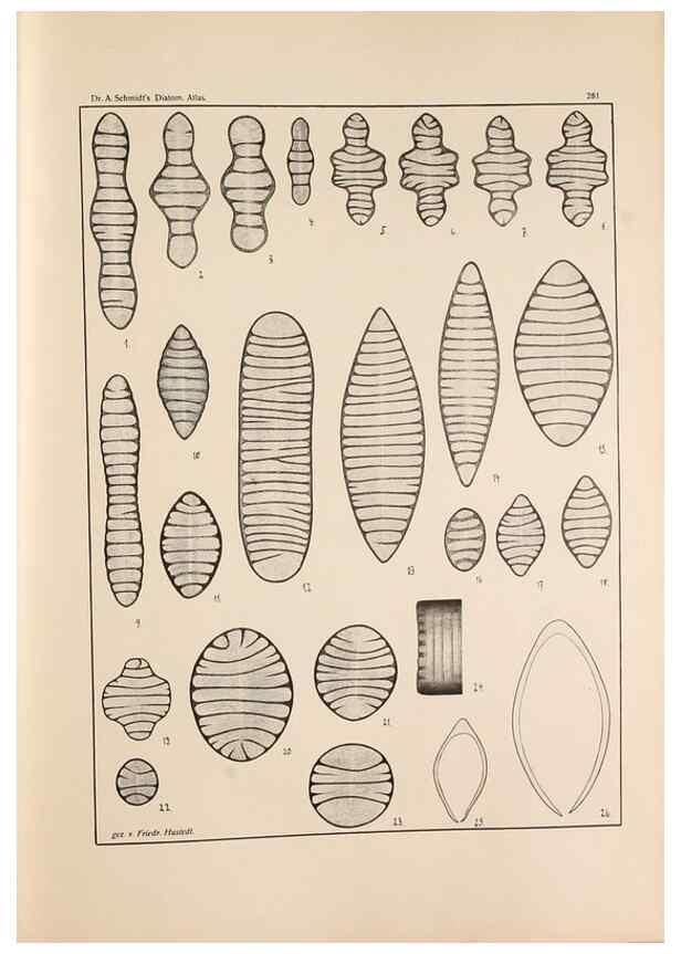 Reproducción/Reproduction 49352638592: Atlas der Diatomaceen-Kunde /. Leipzig :O.R. Reisland,[1874-19.. 