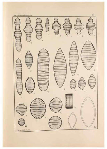 Reproducción/Reproduction 49352638592: Atlas der Diatomaceen-Kunde /. Leipzig :O.R. Reisland,[1874-19.. 