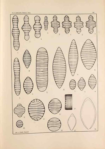 Reproducción/Reproduction 49352638592: Atlas der Diatomaceen-Kunde /. Leipzig :O.R. Reisland,[1874-19.. 