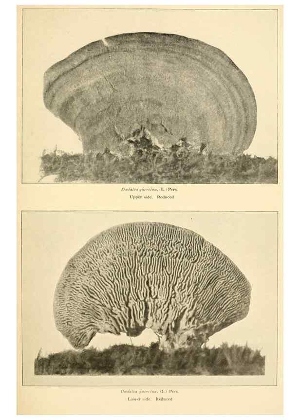 Reproducción/Reproduction 49345983457: The mushroom book.. New York,Doubleday, Page,1901.. 