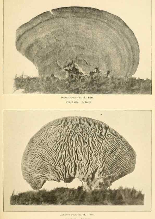 Reproducción/Reproduction 49345983457: The mushroom book.. New York,Doubleday, Page,1901.. 