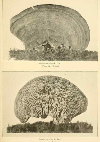 Reproducción/Reproduction 49345983457: The mushroom book.. New York,Doubleday, Page,1901.. 