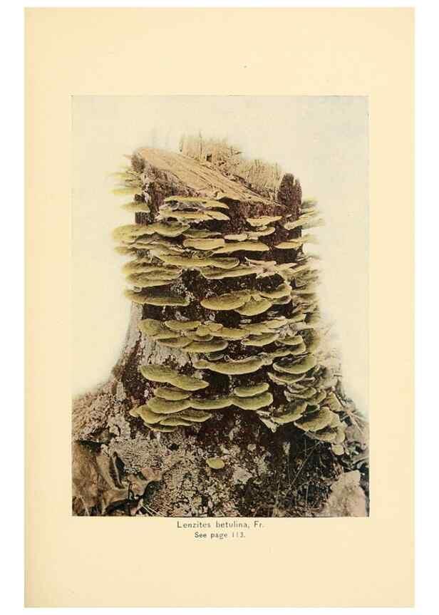 Reproducción/Reproduction 49345982587: The mushroom book.. New York,Doubleday, Page,1901.. 