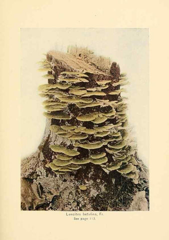 Reproducción/Reproduction 49345982587: The mushroom book.. New York,Doubleday, Page,1901.. 