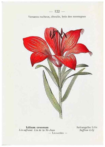 Reproducción/Reproduction 49345559406: Nouvelle flore coloriée de poche des Alpes et des Pyrénées.. Paris,Klincksieck,1906-1912.. 