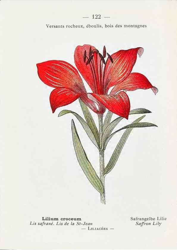 Reproducción/Reproduction 49345559406: Nouvelle flore coloriée de poche des Alpes et des Pyrénées.. Paris,Klincksieck,1906-1912.. 