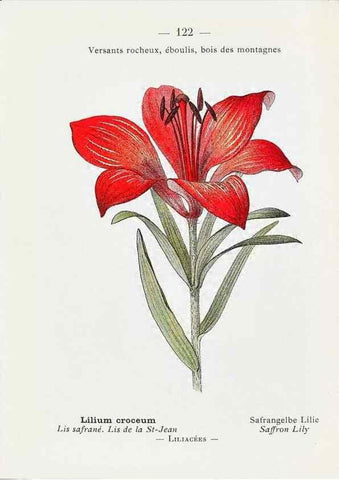 Reproducción/Reproduction 49345559406: Nouvelle flore coloriée de poche des Alpes et des Pyrénées.. Paris,Klincksieck,1906-1912.. 