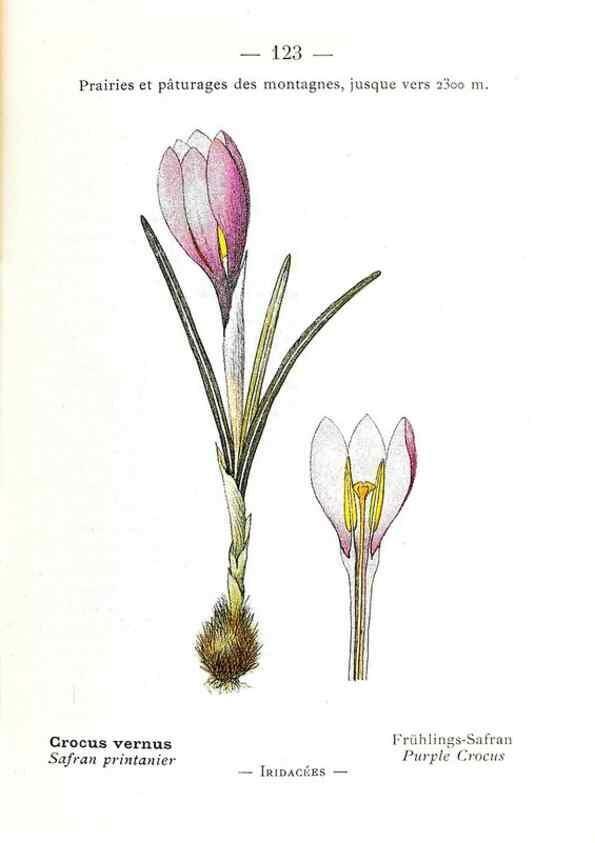 Reproducción/Reproduction 49345559851: Nouvelle flore coloriée de poche des Alpes et des Pyrénées.. Paris,Klincksieck,1906-1912.. 