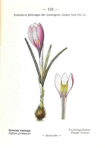 Reproducción/Reproduction 49345559851: Nouvelle flore coloriée de poche des Alpes et des Pyrénées.. Paris,Klincksieck,1906-1912.. 