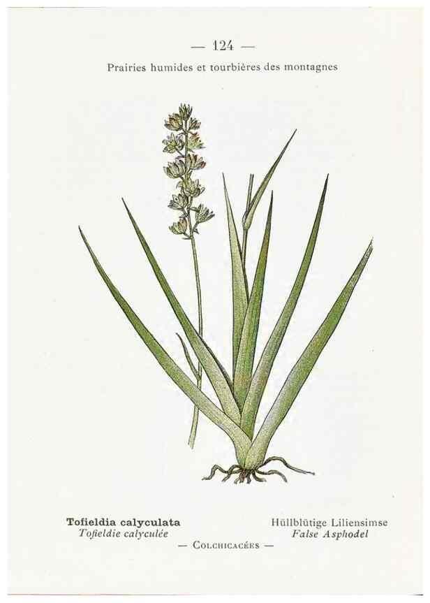 Reproducción/Reproduction 49345560341: Nouvelle flore coloriée de poche des Alpes et des Pyrénées.. Paris,Klincksieck,1906-1912.. 
