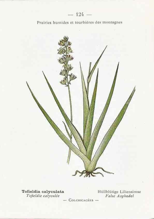 Reproducción/Reproduction 49345560341: Nouvelle flore coloriée de poche des Alpes et des Pyrénées.. Paris,Klincksieck,1906-1912.. 