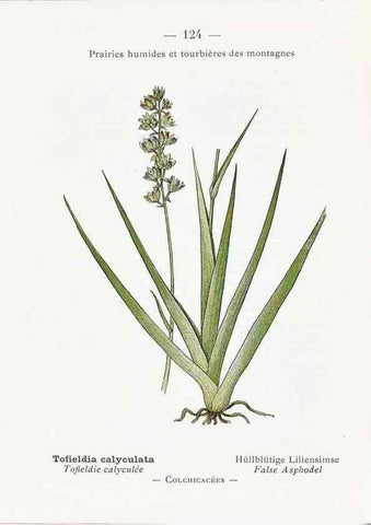 Reproducción/Reproduction 49345560341: Nouvelle flore coloriée de poche des Alpes et des Pyrénées.. Paris,Klincksieck,1906-1912.. 