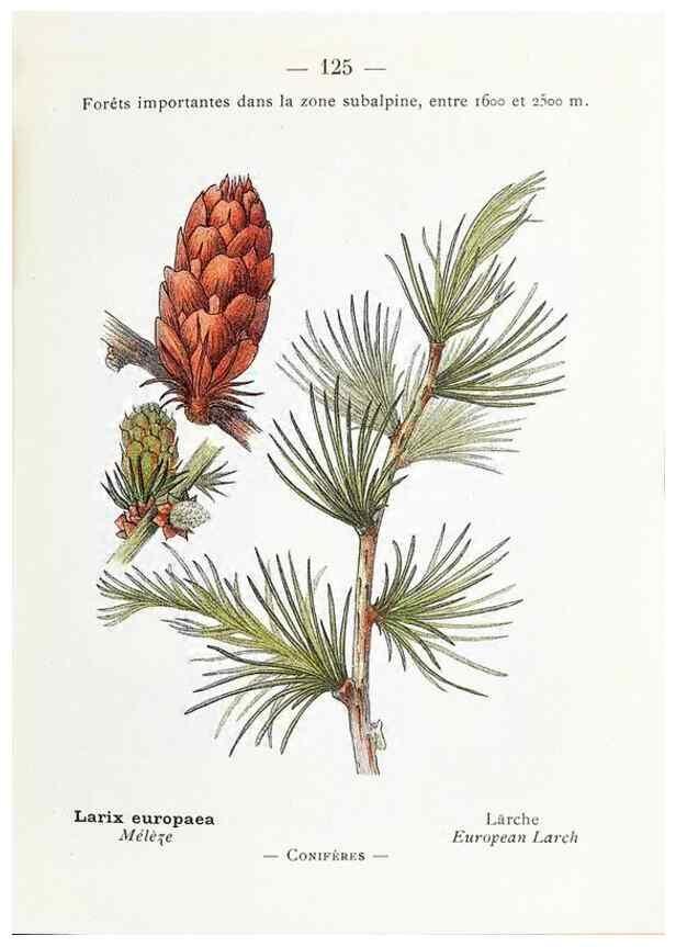 Reproducción/Reproduction 49345560711: Nouvelle flore coloriée de poche des Alpes et des Pyrénées.. Paris,Klincksieck,1906-1912.. 