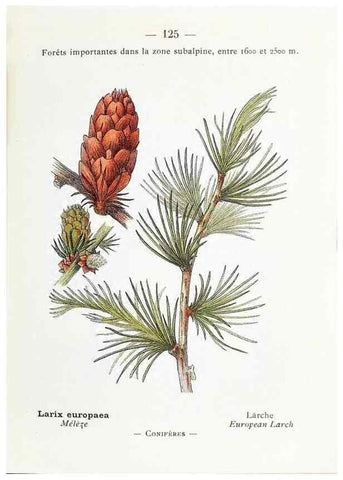Reproducción/Reproduction 49345560711: Nouvelle flore coloriée de poche des Alpes et des Pyrénées.. Paris,Klincksieck,1906-1912.. 