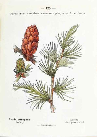 Reproducción/Reproduction 49345560711: Nouvelle flore coloriée de poche des Alpes et des Pyrénées.. Paris,Klincksieck,1906-1912.. 
