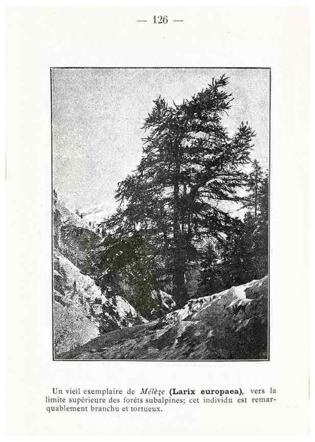 Reproducción/Reproduction 49345561096: Nouvelle flore coloriée de poche des Alpes et des Pyrénées.. Paris,Klincksieck,1906-1912.. 
