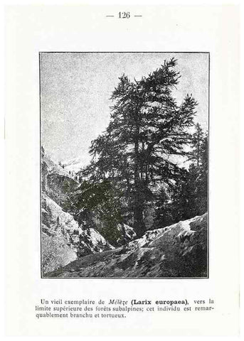 Reproducción/Reproduction 49345561096: Nouvelle flore coloriée de poche des Alpes et des Pyrénées.. Paris,Klincksieck,1906-1912.. 