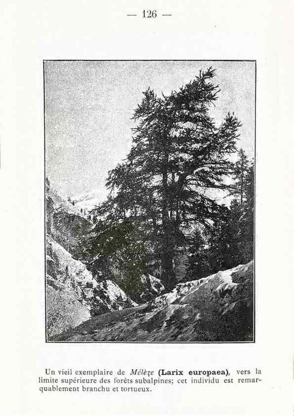 Reproducción/Reproduction 49345561096: Nouvelle flore coloriée de poche des Alpes et des Pyrénées.. Paris,Klincksieck,1906-1912.. 