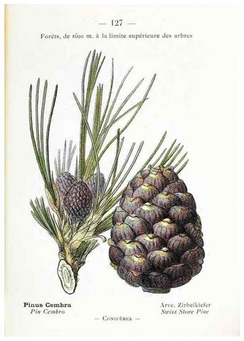 Reproducción/Reproduction 49345100548: Nouvelle flore coloriée de poche des Alpes et des Pyrénées.. Paris,Klincksieck,1906-1912.. 
