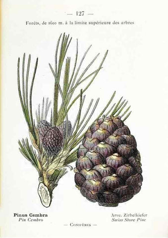 Reproducción/Reproduction 49345100548: Nouvelle flore coloriée de poche des Alpes et des Pyrénées.. Paris,Klincksieck,1906-1912.. 