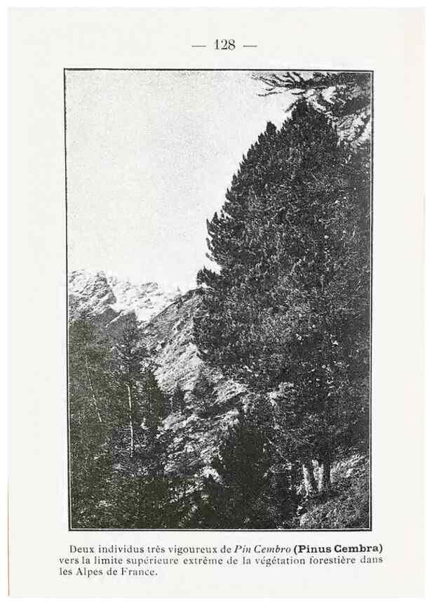 Reproducción/Reproduction 49345561891: Nouvelle flore coloriée de poche des Alpes et des Pyrénées.. Paris,Klincksieck,1906-1912.. 