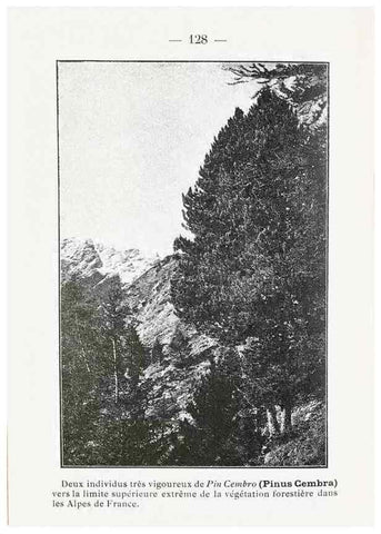Reproducción/Reproduction 49345561891: Nouvelle flore coloriée de poche des Alpes et des Pyrénées.. Paris,Klincksieck,1906-1912.. 