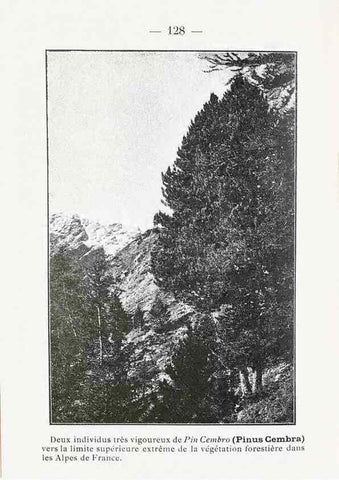 Reproducción/Reproduction 49345561891: Nouvelle flore coloriée de poche des Alpes et des Pyrénées.. Paris,Klincksieck,1906-1912.. 