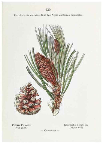 Reproducción/Reproduction 49345101313: Nouvelle flore coloriée de poche des Alpes et des Pyrénées.. Paris,Klincksieck,1906-1912.. 
