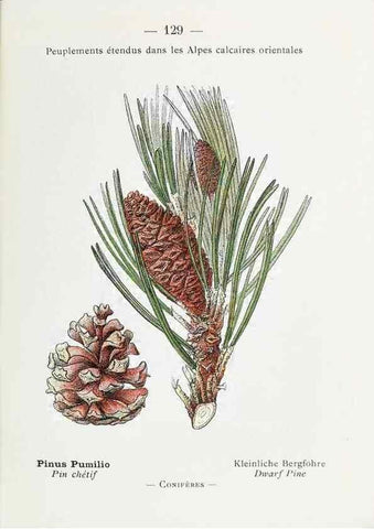 Reproducción/Reproduction 49345101313: Nouvelle flore coloriée de poche des Alpes et des Pyrénées.. Paris,Klincksieck,1906-1912.. 