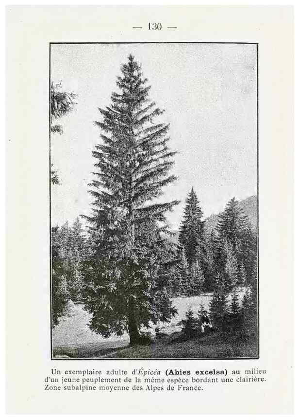 Reproducción/Reproduction 49345101738: Nouvelle flore coloriée de poche des Alpes et des Pyrénées.. Paris,Klincksieck,1906-1912.. 