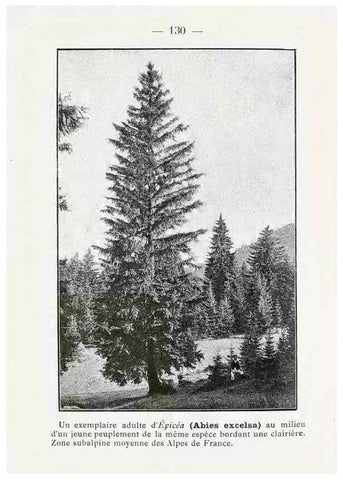 Reproducción/Reproduction 49345101738: Nouvelle flore coloriée de poche des Alpes et des Pyrénées.. Paris,Klincksieck,1906-1912.. 