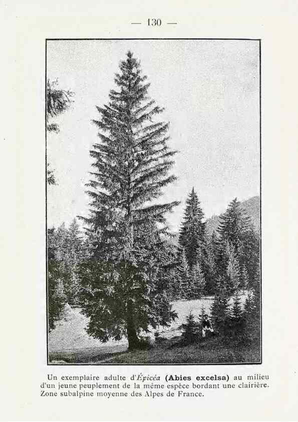 Reproducción/Reproduction 49345101738: Nouvelle flore coloriée de poche des Alpes et des Pyrénées.. Paris,Klincksieck,1906-1912.. 