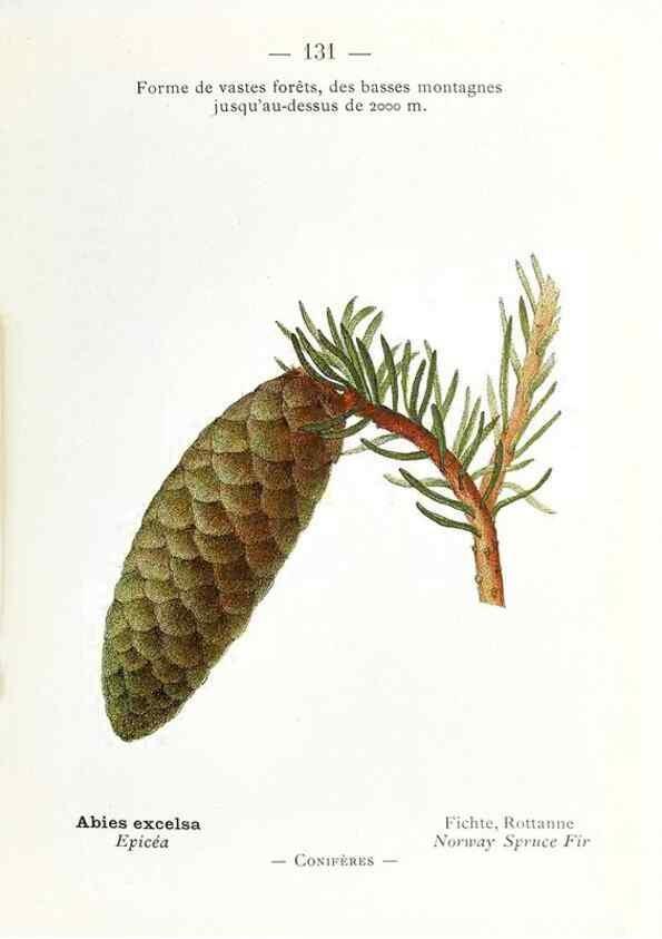 Reproducción/Reproduction 49345102118: Nouvelle flore coloriée de poche des Alpes et des Pyrénées.. Paris,Klincksieck,1906-1912.. 