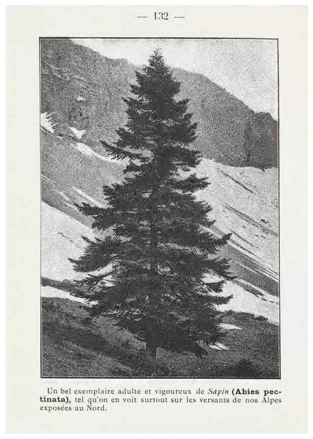 Reproducción/Reproduction 49345775597: Nouvelle flore coloriée de poche des Alpes et des Pyrénées.. Paris,Klincksieck,1906-1912.. 
