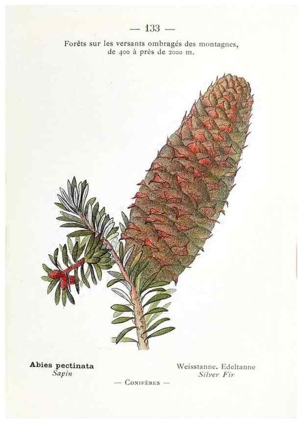 Reproducción/Reproduction 49345102943: Nouvelle flore coloriée de poche des Alpes et des Pyrénées.. Paris,Klincksieck,1906-1912.. 
