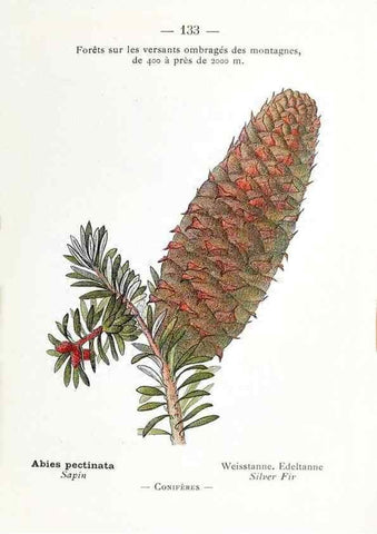 Reproducción/Reproduction 49345102943: Nouvelle flore coloriée de poche des Alpes et des Pyrénées.. Paris,Klincksieck,1906-1912.. 