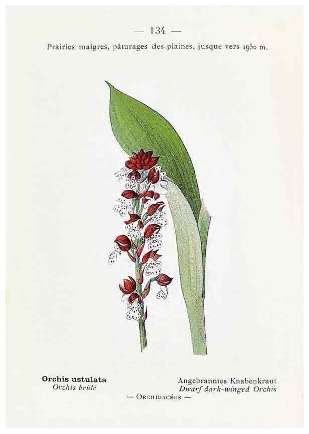 Reproducción/Reproduction 49345564221: Nouvelle flore coloriée de poche des Alpes et des Pyrénées.. Paris,Klincksieck,1906-1912.. 