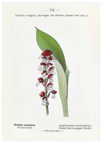 Reproducción/Reproduction 49345564221: Nouvelle flore coloriée de poche des Alpes et des Pyrénées.. Paris,Klincksieck,1906-1912.. 