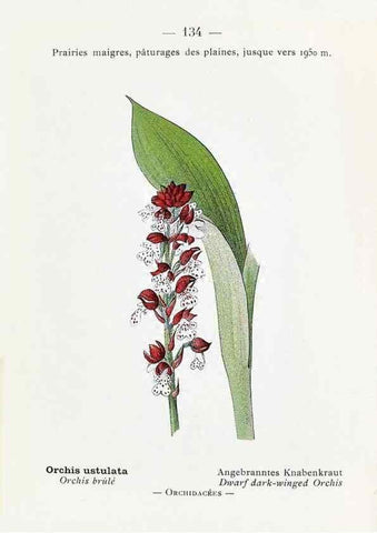 Reproducción/Reproduction 49345564221: Nouvelle flore coloriée de poche des Alpes et des Pyrénées.. Paris,Klincksieck,1906-1912.. 