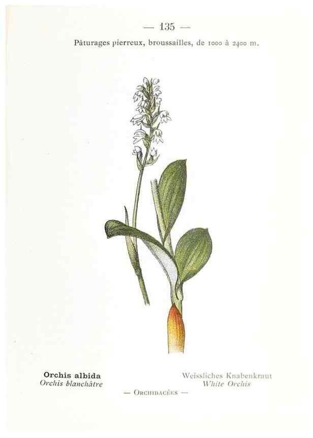 Reproducción/Reproduction 49345103813: Nouvelle flore coloriée de poche des Alpes et des Pyrénées.. Paris,Klincksieck,1906-1912.. 