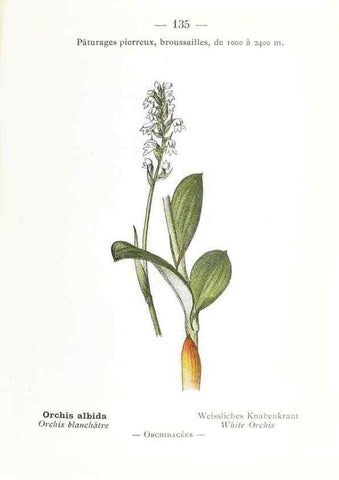 Reproducción/Reproduction 49345103813: Nouvelle flore coloriée de poche des Alpes et des Pyrénées.. Paris,Klincksieck,1906-1912.. 